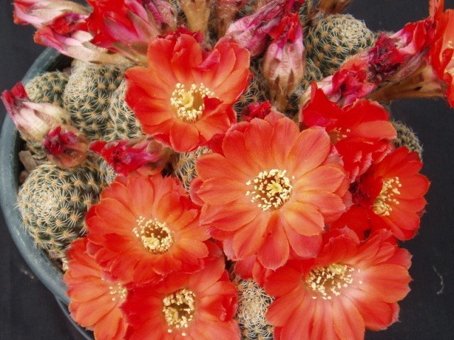 Rebutia_gracilispina_1